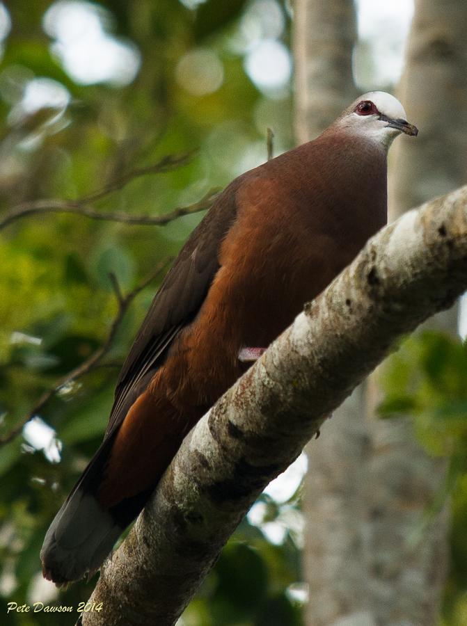 St Lucia Kingfisher Lodge 外观 照片